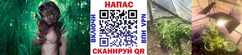 Марихуана SATIVA & INDICA  закладка  Фурманов 